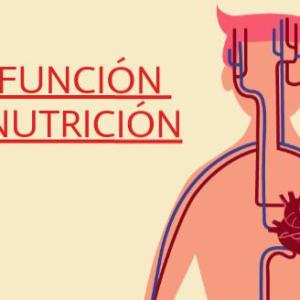 funcion de nutricion en el ser humano