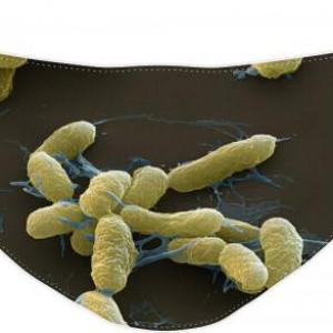 Adivina la bacteria