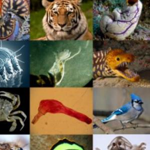 Animales