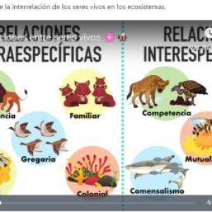 INTERRELACION DE LOS SERES VIVOS