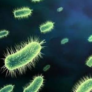 Cell and microorganisms 
