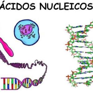 Bioquímica de ácidos nucleicos