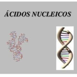 Bioquímica de ácidos nucleicos