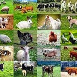 animales de granja