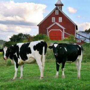 Farm animals