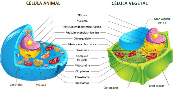 Diferencias entre células animales y vegetales.