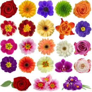Juego de Memoria con Flores