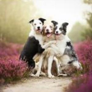 Oca de Razas de Perros