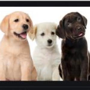 Memotest canino