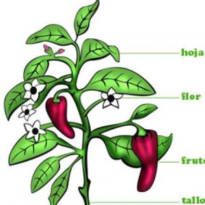 PARTES DE LAS PLASTAS