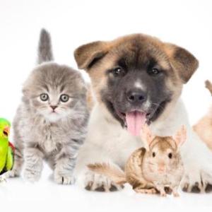 Adorable pets