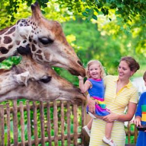 Wild animals