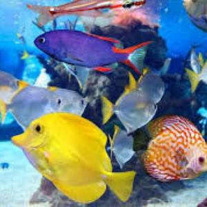 Animales Acuaticos