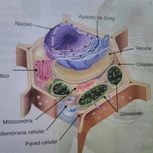 La célula vegetal, caracterización del reino vegetal