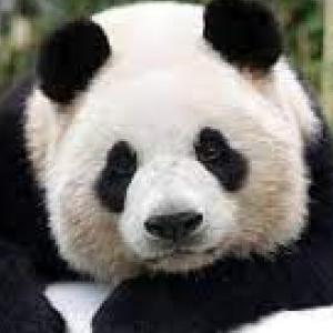 ANIMALEs
