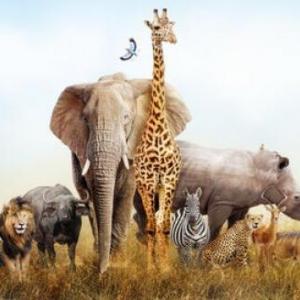 African Animals in English