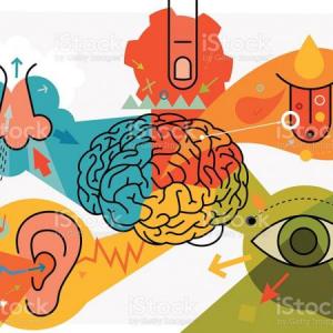 THE 5 SENSES