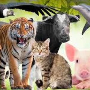 Clasificación de los animales según su alimentación
