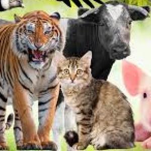 Clasificación de los animales según su alimentación 2