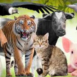 Clasificación de los animales según su alimentación