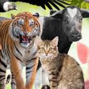 Animales alimentación