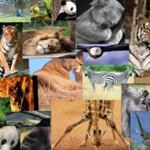 Animals