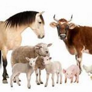 ANIMALES DE GRANJA