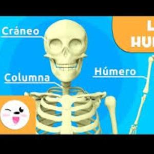 HUESOS DE EXTREMIDADES SUPERIORES