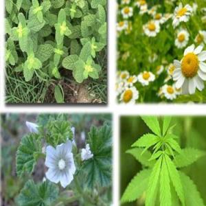 Plantas medicinales 