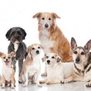 Memotest de razas de perros