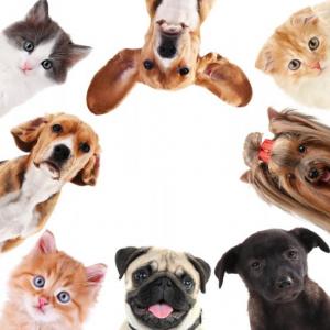 PETS!