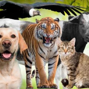 Portada del juego Los animales – Cultura general