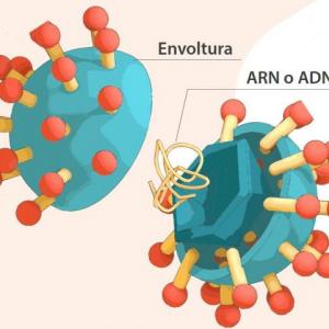 ¿Los virus están vivos?