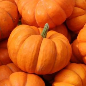 Calabacita<3