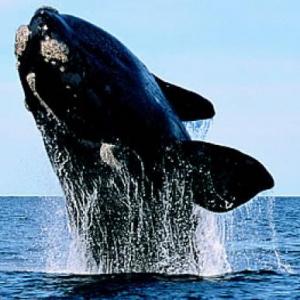 LAS BALLENAS Y SUS CARACTERÍSTICAS