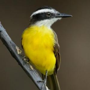 PÁJAROS Y NIDOS