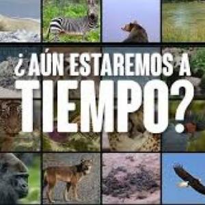 Animales en peligro de extinción
