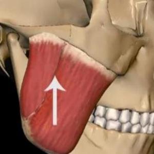 Musculos de la masticación y hioides