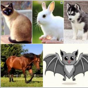 ¡¡¡Animales tiernos e interesantes!!!