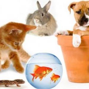 Juego de coincidencias de animales domésticos