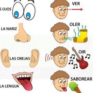 Identifica los órganos de los sentidos