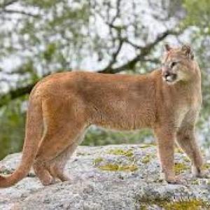ANIMALES AUTÓCTONOS