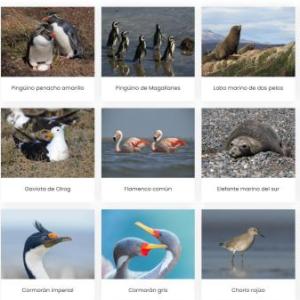 ANIMALES DE LAS COSTAS ARGENTINAS