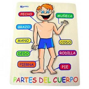 El cuerpo humano