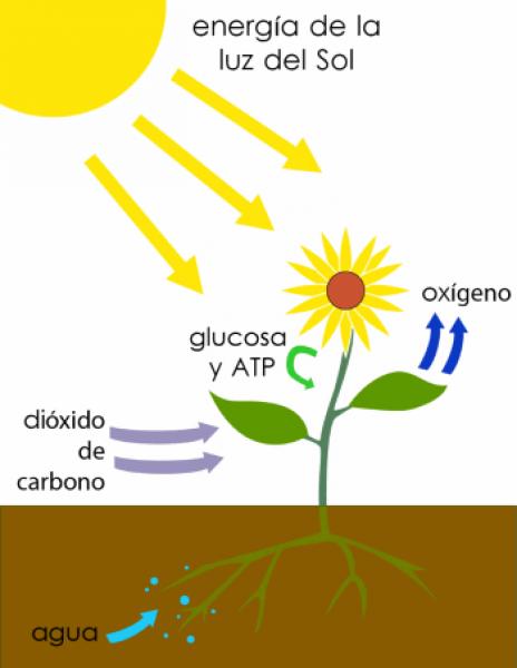 Imagen de portada del videojuego educativo: Cuanto sabes sobre la fotosíntesis , de la temática Biología