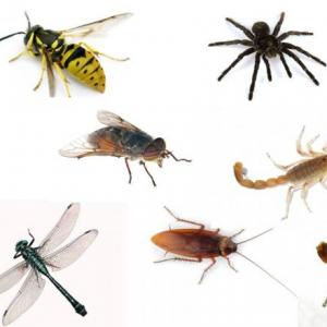 TRIVIA DEL REINO ANIMAL