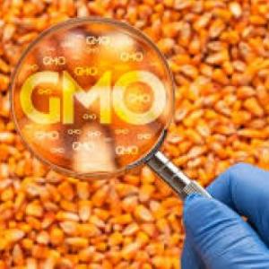 GMO(food)
