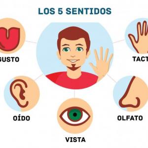 Los sentidos
