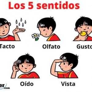 Los cinco sentidos
