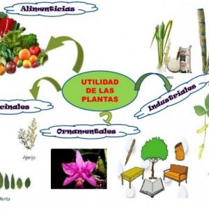 Imagen de portada del videojuego educativo: Utilidad de las plantas, de la temática Ciencias